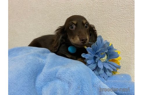 販売中の千葉県のカニンヘンダックスフンド(ロングヘアード)-295463の1枚目